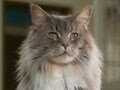 猫のイベント&アート/6月