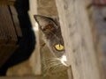 猫写真 6/4 隠れてる…つもり