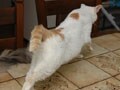猫写真 6/11 アキレス腱を伸ばす!