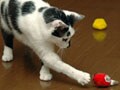 猫写真 6/18 好みの色は？