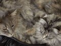 猫写真 6/25 寝姿100選-Vol.27