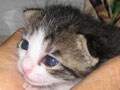 猫のイベント&アート/7月