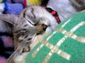 猫写真 8/13 寝姿１００選-Vol.29