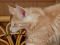 猫写真　9/3　のびぃ～あくびぃ～