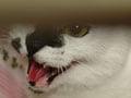 ４歳の先住猫と１０歳の新人猫の同居は？！