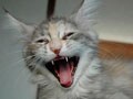 猫写真　12/24　あくび全開コマ送りVer.8