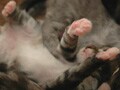 猫写真　3/10　誘惑の肉球Ver.9