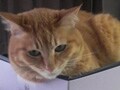 猫写真　6/9　はまるのが好きかも～