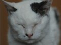 猫写真　6/16　長寿ねこさん