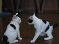 今日のねこさん；2008/08/11