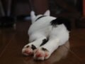 今日のねこさん；2008/08/18