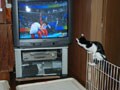 今日のねこさん；2008/08/19