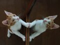 今日のねこさん；2008/08/20
