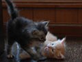 今日のねこさん；2008/09/01