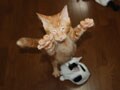 今日のねこさん；2008/09/03