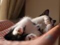 今日のねこさん；2008/09/05