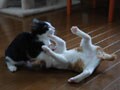 今日のねこさん；2008/09/08