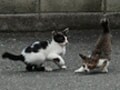 今日のねこさん；2008/09/09