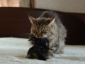 今日のねこさん；2008/09/10
