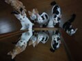 今日のねこさん；2008/09/11