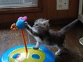 今日のねこさん；2008/09/12