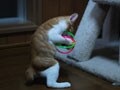 今日のねこさん；2008/09/16