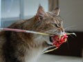 今日のねこさん；2008/09/18