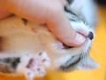 猫のしつけ教室……噛む癖を「噛んじゃダメ」と教えるしつけ方