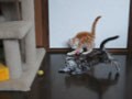 今日のねこさん；2008/09/22