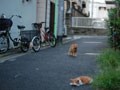 今日のねこさん；2008/09/23