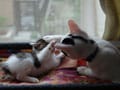 今日のねこさん；2008/09/25