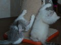 今日のねこさん；2008/09/29