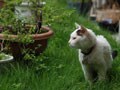 今日のねこさん；2008/09/30