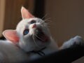 今日のねこさん；2008/10/02