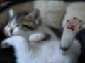 今日のねこさん；2008/10/06