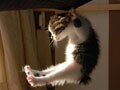 今日のねこさん；2008/10/07