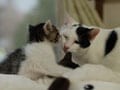 今日のねこさん；2008/10/09