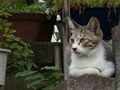 今日のねこさん；2008/10/13