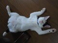 今日のねこさん；2008/10/20