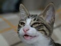 今日のねこさん；2008/10/21