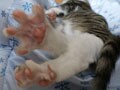 今日のねこさん；2008/10/24