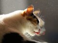 今日のねこさん；2008/10/31