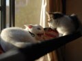 今日のねこさん；2008/11/03