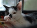 今日のねこさん；2008/11/04