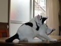 今日のねこさん；2008/11/10