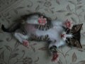 今日のねこさん；2008/11/11