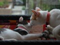 今日のねこさん；2008/11/12