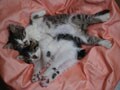 今日のねこさん；2008/11/14