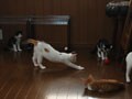 今日のねこさん；2008/11/17