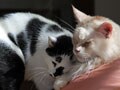 今日のねこさん；2008/11/20